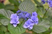 DSC_2450-20110625-512