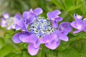 DSC_2452-20110625-512
