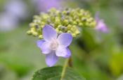 DSC_2454-20110625-512