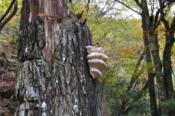 DSC_0499-20101031-512