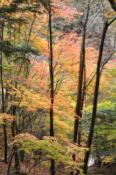 DSC_0510-20101031-512