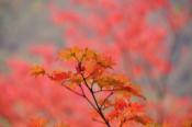 DSC_0519-20101031-512