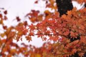 DSC_0522-20101031-512