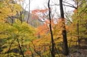 DSC_0528-20101031-512