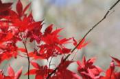 DSC_0799-20101204-512