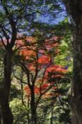 DSC_0811-20101204-512