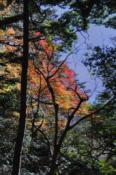DSC_0814-20101204-512