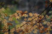 DSC_2978-20151122-512