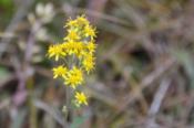 DSC_1351-20101009-512