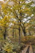 DSC_1394-20101009-512