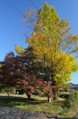 DSC_3299-20111123-512