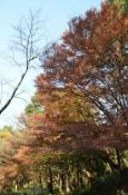 DSC_3333-20111123-512