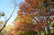DSC_3334-20111123-512