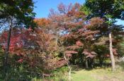 DSC_3341-20111123-512