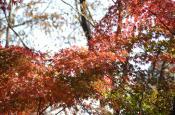 DSC_3344-20111123-512