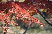 DSC_3346-20111123-512