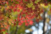 DSC_3368-20111123-512