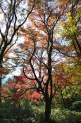DSC_3371-20111123-512