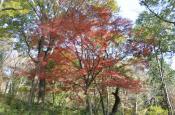 DSC_3373-20111123-512