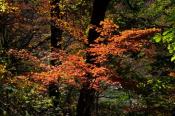 DSC_3982-20161112-512