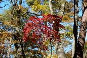 DSC_4043-20161112-512