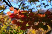 DSC_4077-20161112-512