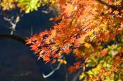 DSC_4087-20161112-512