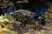 DSC_4090-20161112-512