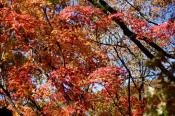 DSC_4131-20161112-512