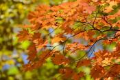 DSC_4138-20161112-512