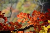 DSC_4143-20161112-512