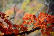 DSC_4145-20161112-512