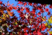 DSC_4158-20161112-512