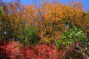 DSC_4169-20161112-512