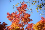 DSC_4172-20161112-512