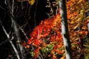 DSC_4216-20161112-512