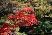 DSC_4243-20161112-512