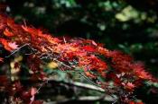 DSC_4250-20161112-512