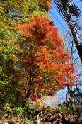 DSC_4299-20161112-512