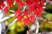 DSC_4322-20161112-512