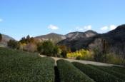 DSC_1124-20110326-512