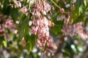 DSC_1142-20110326-512