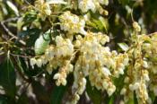 DSC_1143-20110326-512