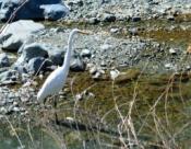 DSC_1207-20110326-512