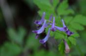 DSC_1986-20110515-512