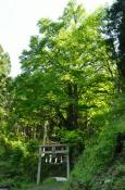 DSC_1989-20110515-512