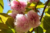 DSC_2072-20110515-512