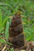 DSC_2082-20110515-512
