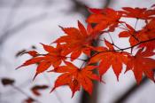 PB070865-20151107-512