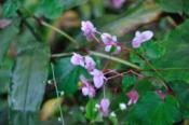 DSC_1180-20101003-512